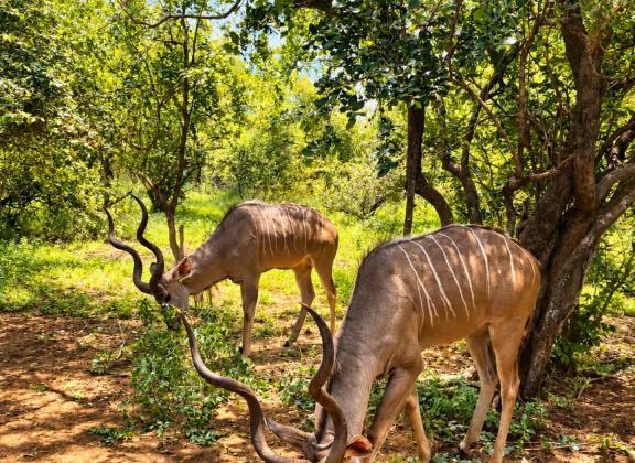 Spiral-Horned Kudus in Sunlit Woodland.jpg