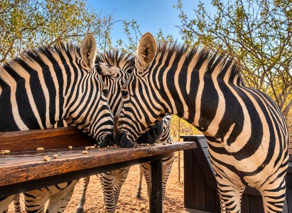 Three Zebras Sharing a Feeding Trough.jpg