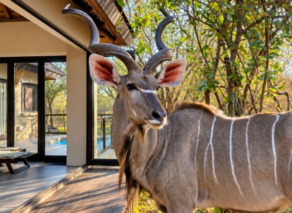 Kudu at the Woodland Lodge.jpg