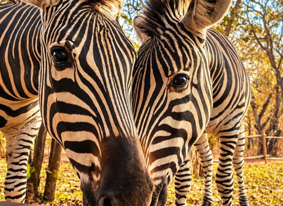 Golden-Hour Zebra Treats.jpg
