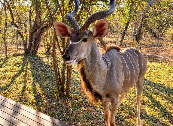 Golden-Hour Kudu by the Deck.jpg