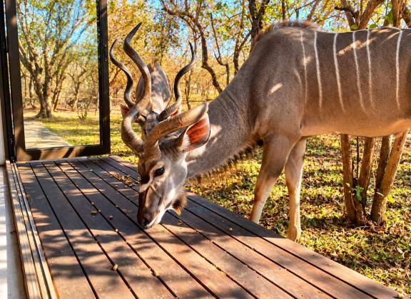 Kudu Feeding on a Sunlit Deck.jpg