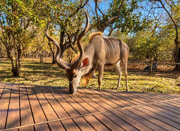Majestic Kudu Feeding on a Sunlit Deck.jpg