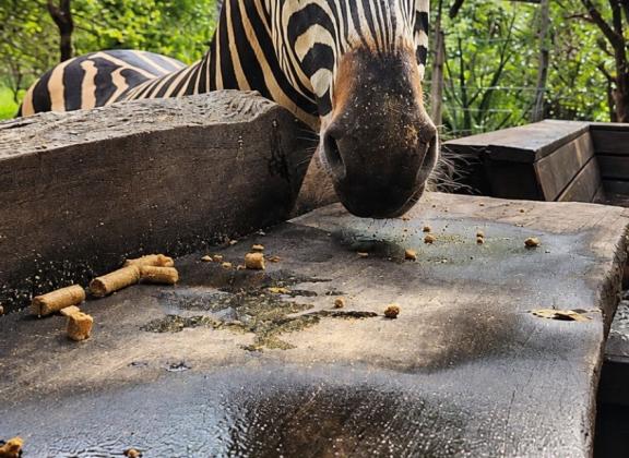 Zebra Snout Over a Wet Feeding Platform.jpg