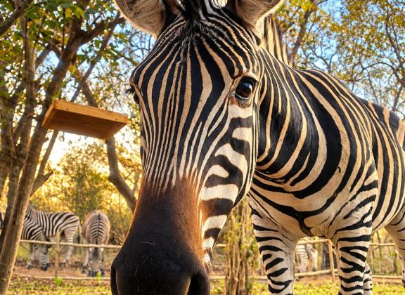 Curious Zebra at Golden Hour.jpg
