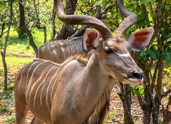 Majestic Kudu in Dappled Woodland.jpg