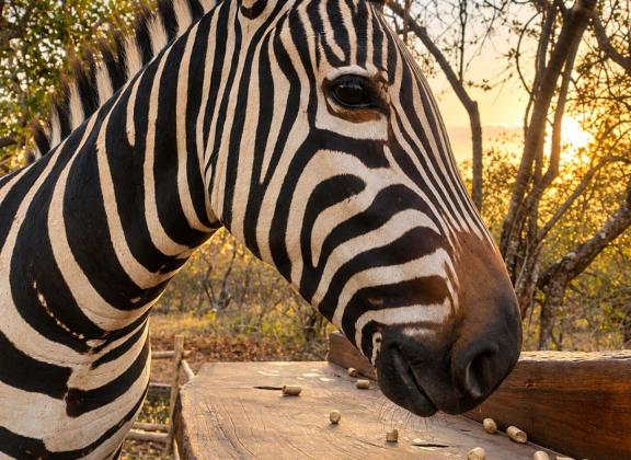 Golden-Hour Zebra at the Feeding Table.jpg